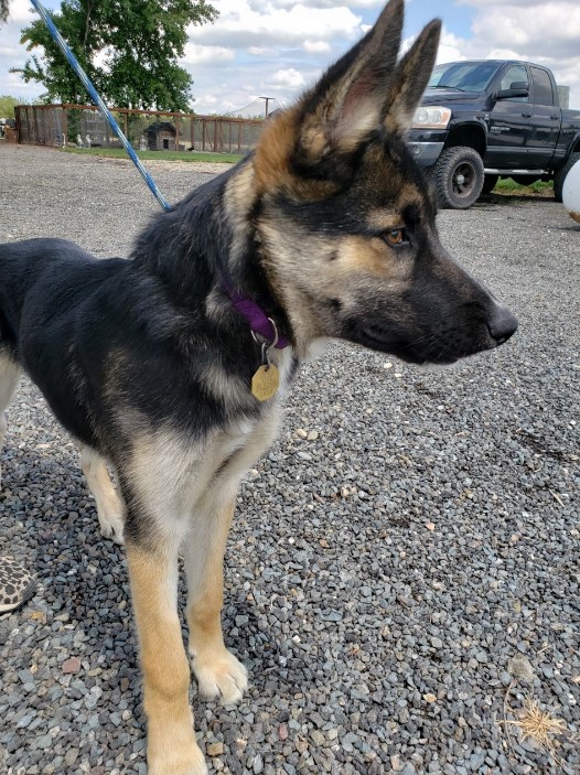 Loki